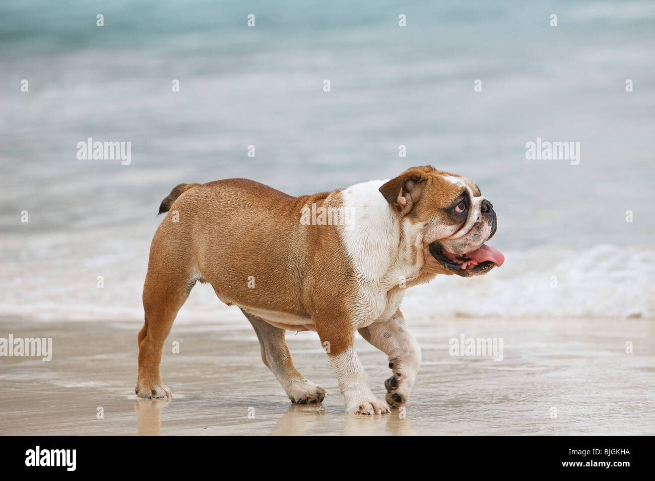 bulldog walking