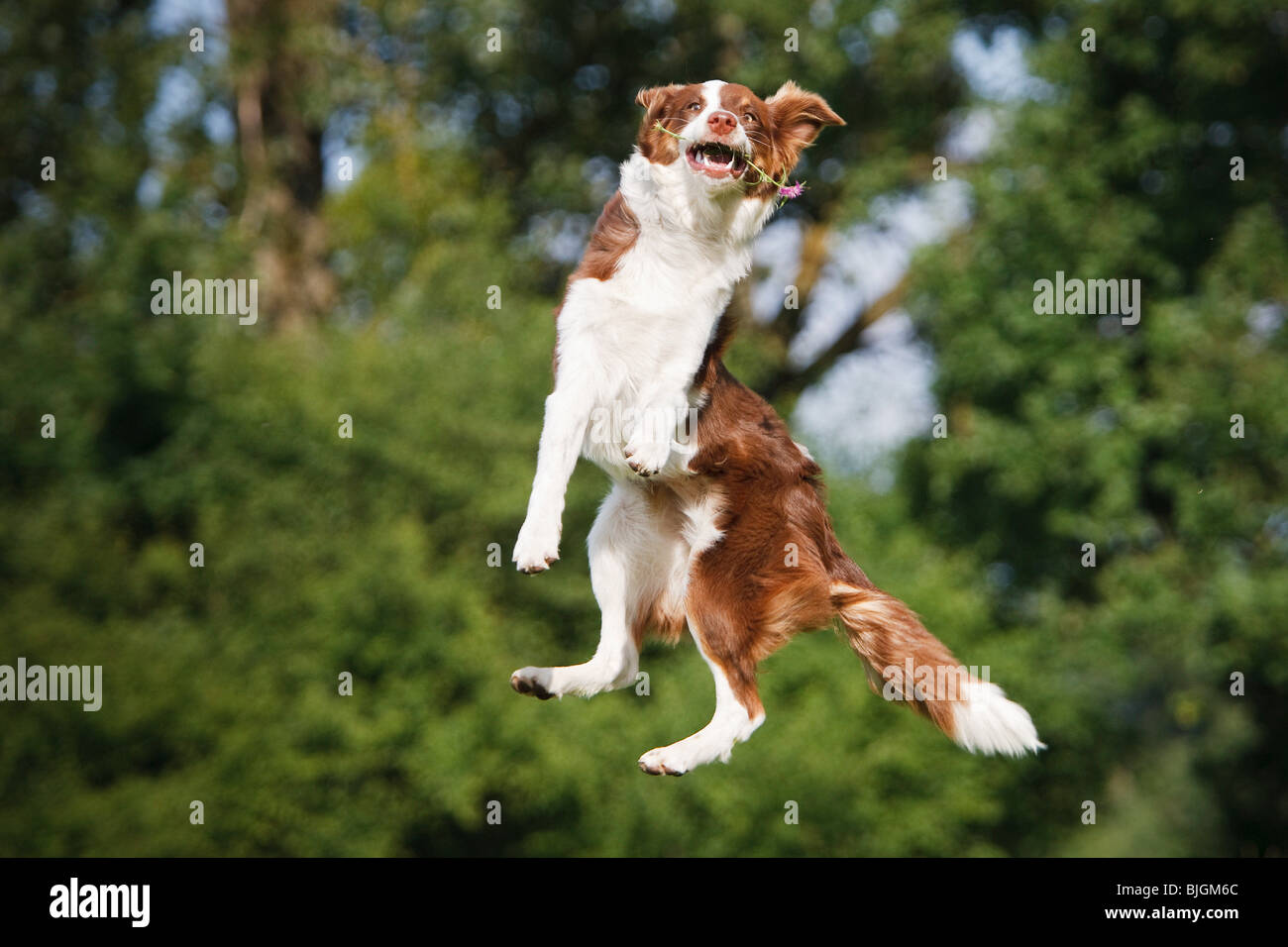 Australian Shepherd dog jumping Stock Photo