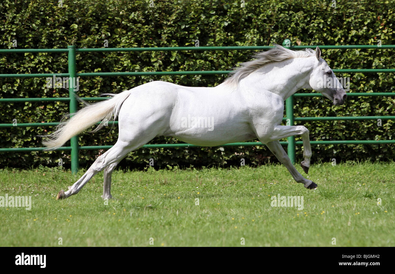 A white horse running on a paddock, Cologne, Germany Stock Photo