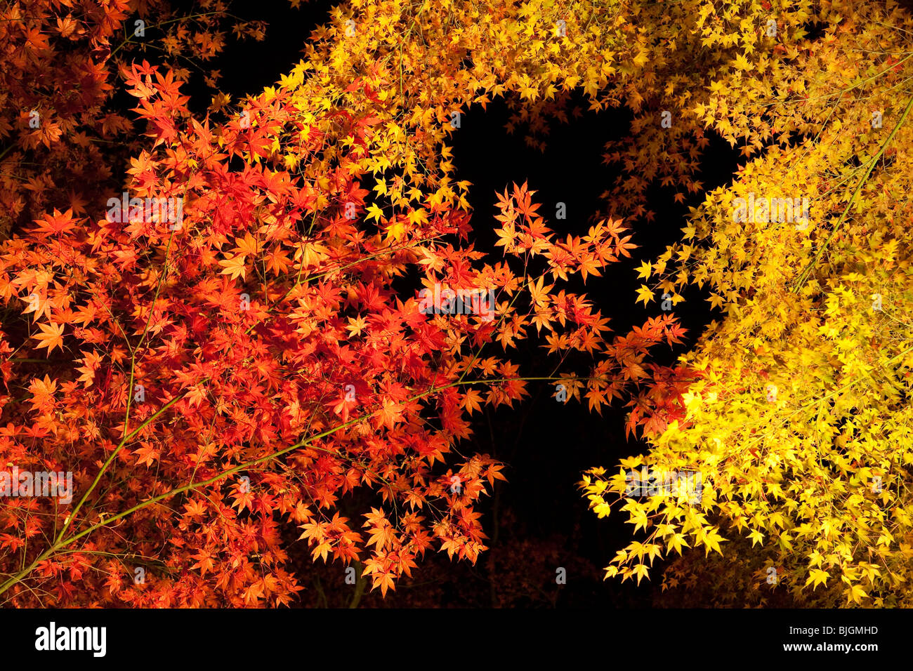 Orange and yellow autumnal Japanese maple leaves at night Stock Photo ...