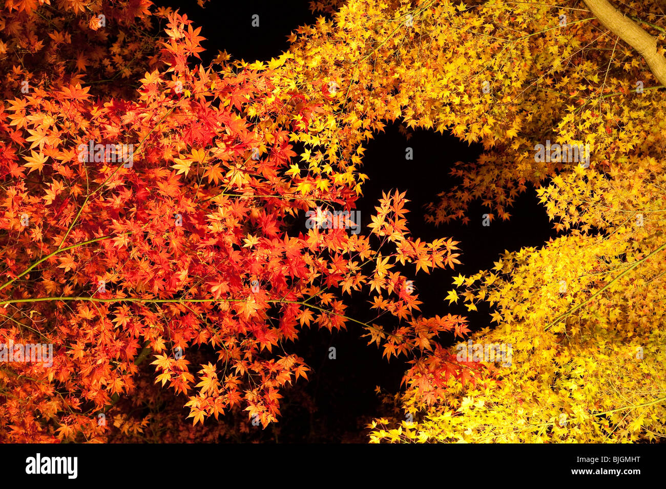 Yellow orange japanese maple hi-res stock photography and images - Alamy