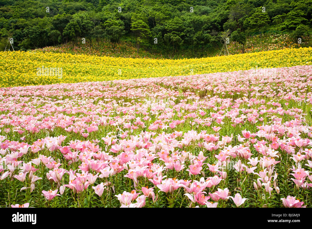 Lilies Of The Field High Resolution Stock Photography and Images Alamy