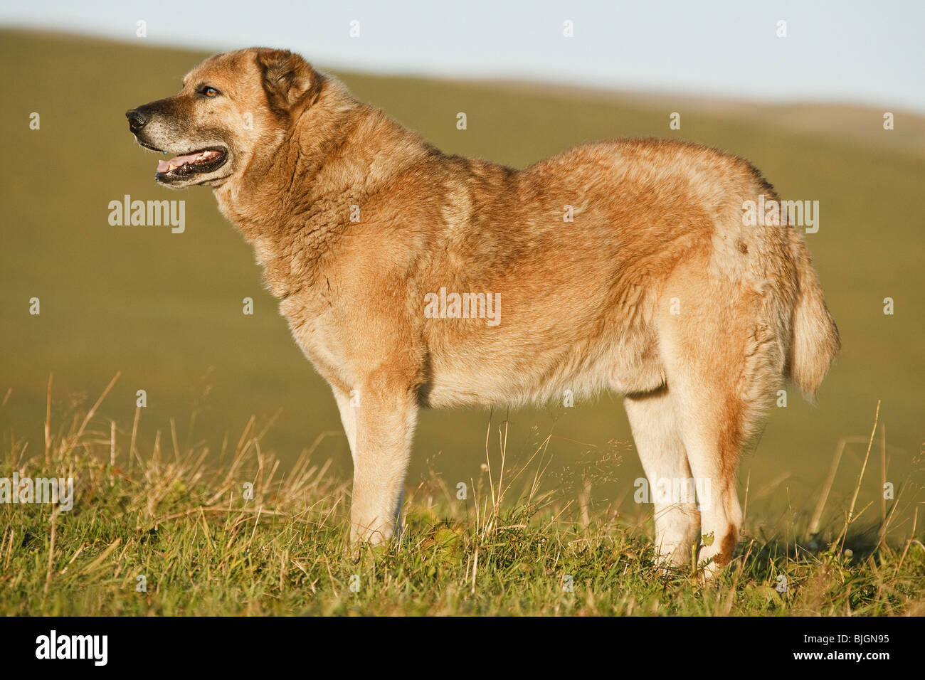 Transcaucasian Ovtcharka dog standing Stock Photo