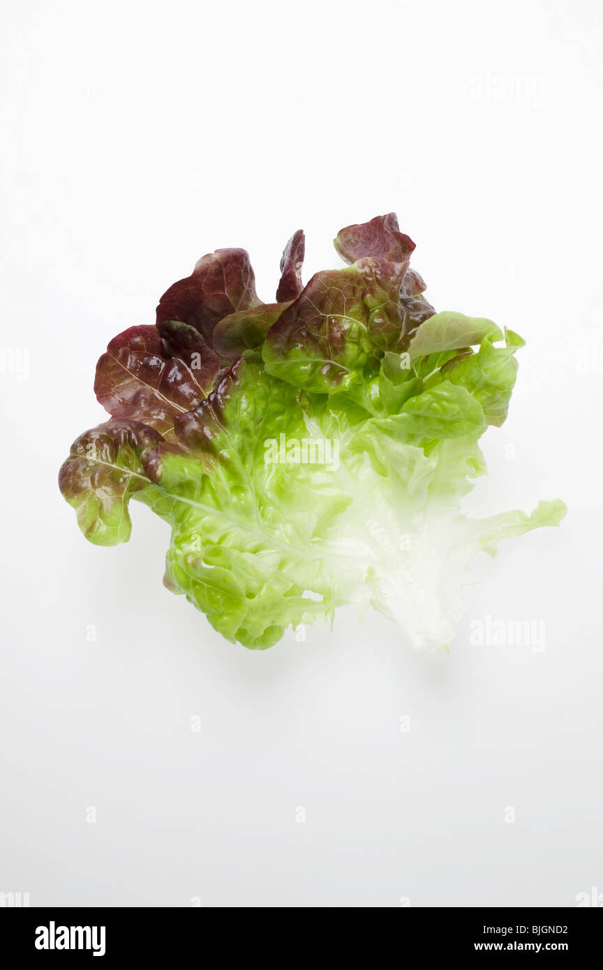 A lettuce leaf Stock Photo Alamy