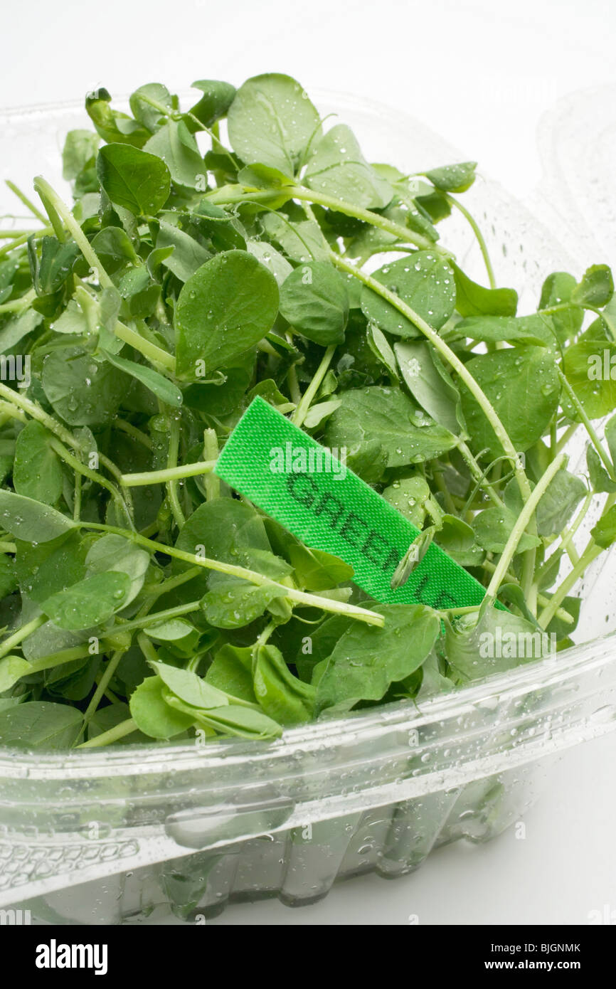 Salad bowl lettuce variety container hires stock photography and