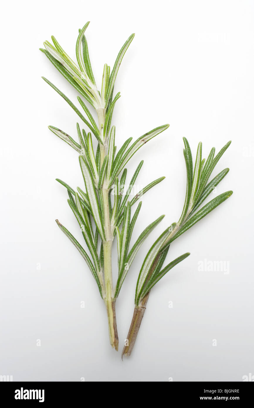 Two sprigs of rosemary - Stock Photo
