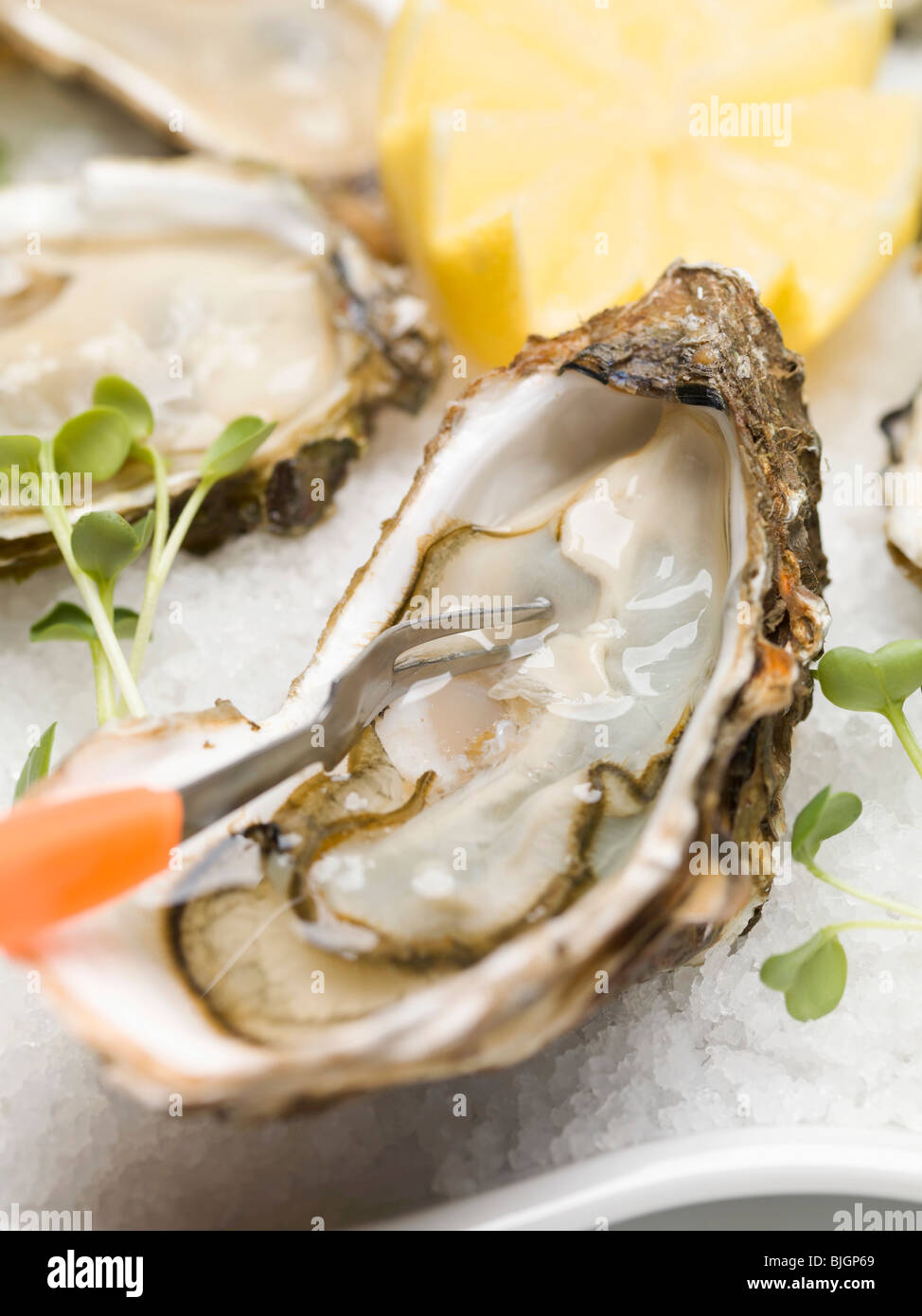 Fresh oysters with cress and lemon - Stock Photo