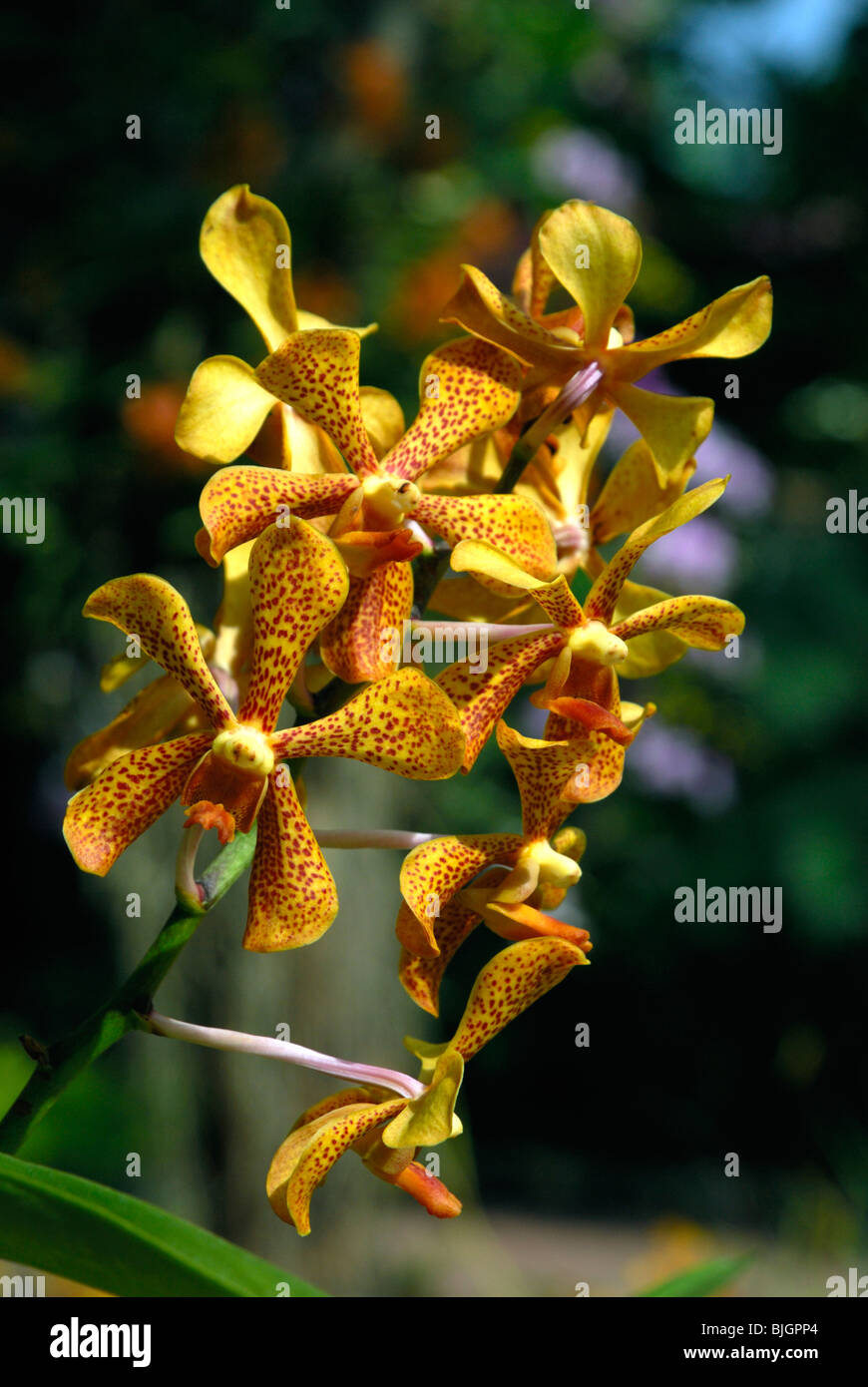 Thai orchids,Chiang Mai,Thailand Stock Photo