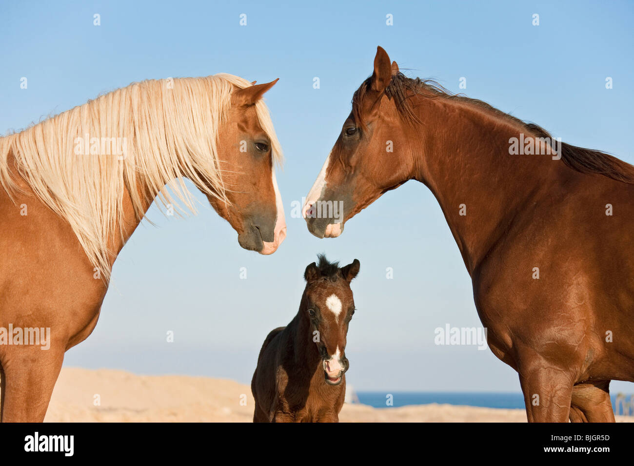 Barb horse stallion mare foal Stock Photo Alamy