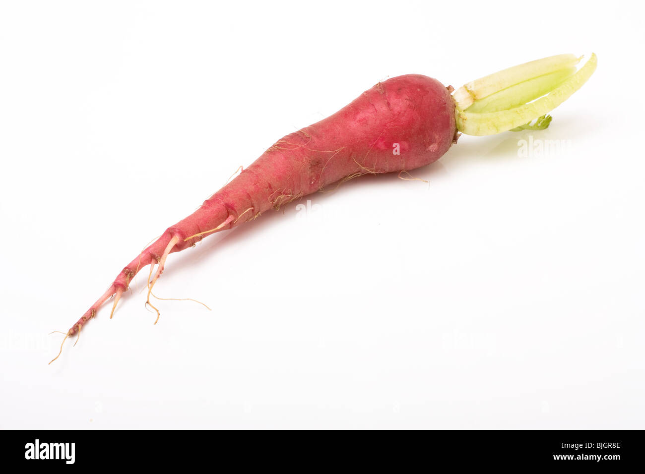 Red mooli also known as Japanese radish isolated on white background
