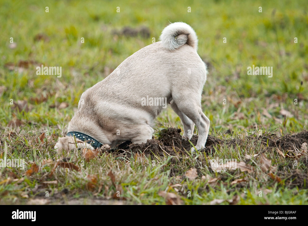 Dog digging grass hires stock photography and images Alamy