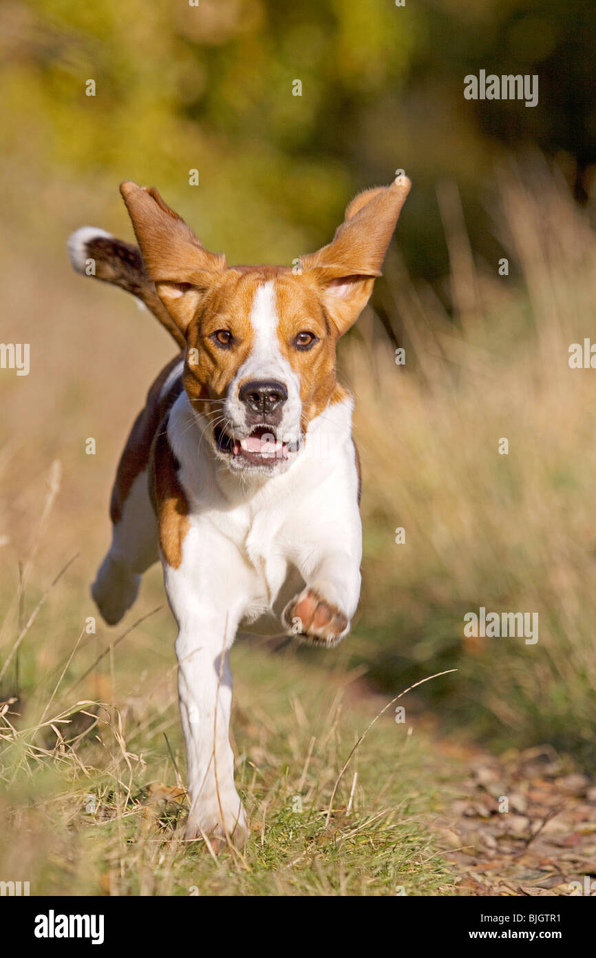 Beagle dog running Stock Photo Alamy