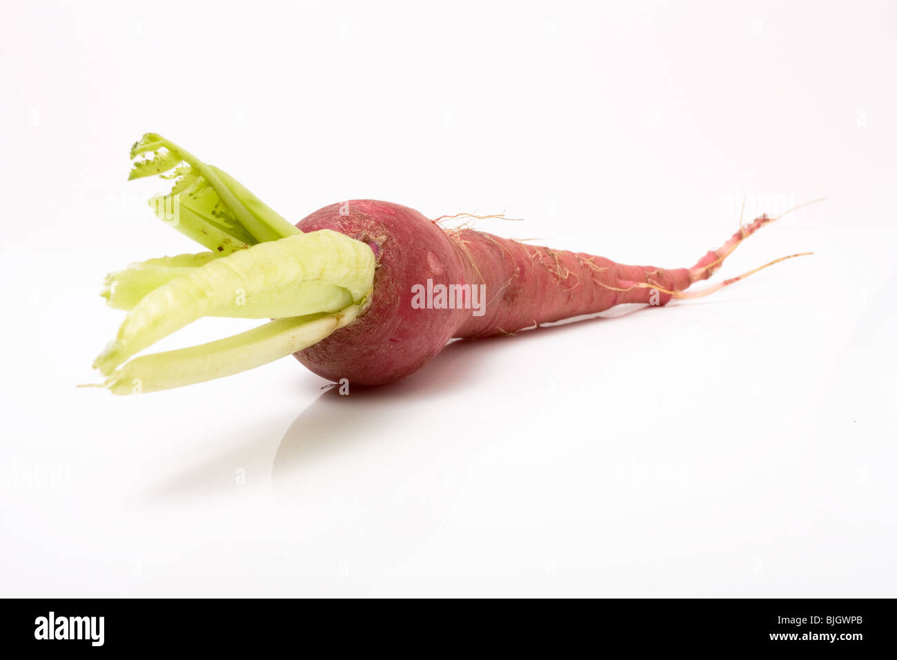 Red mooli also known as Japanese radish isolated on white background