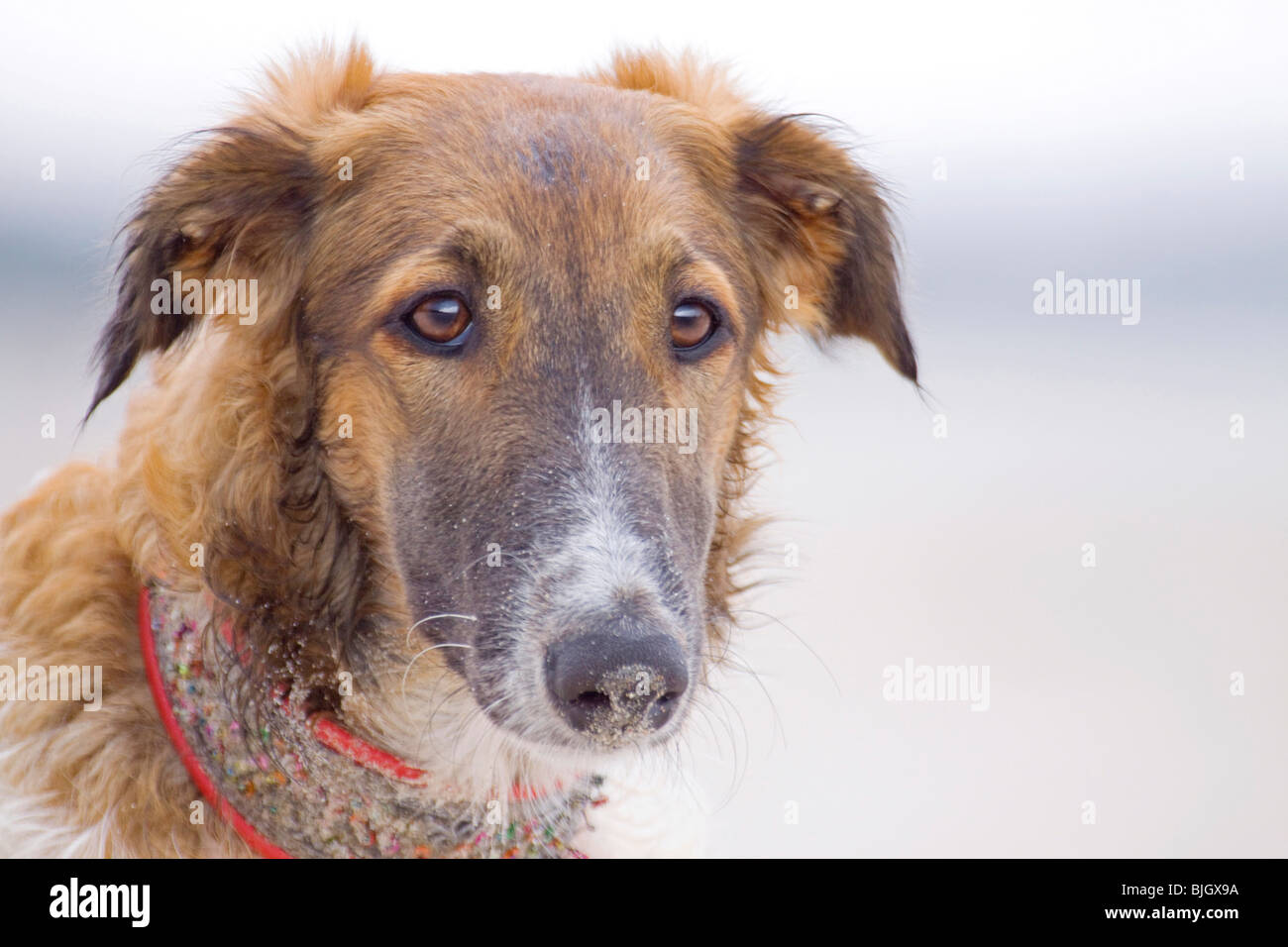 Barzoi dog portrait Stock Photo
