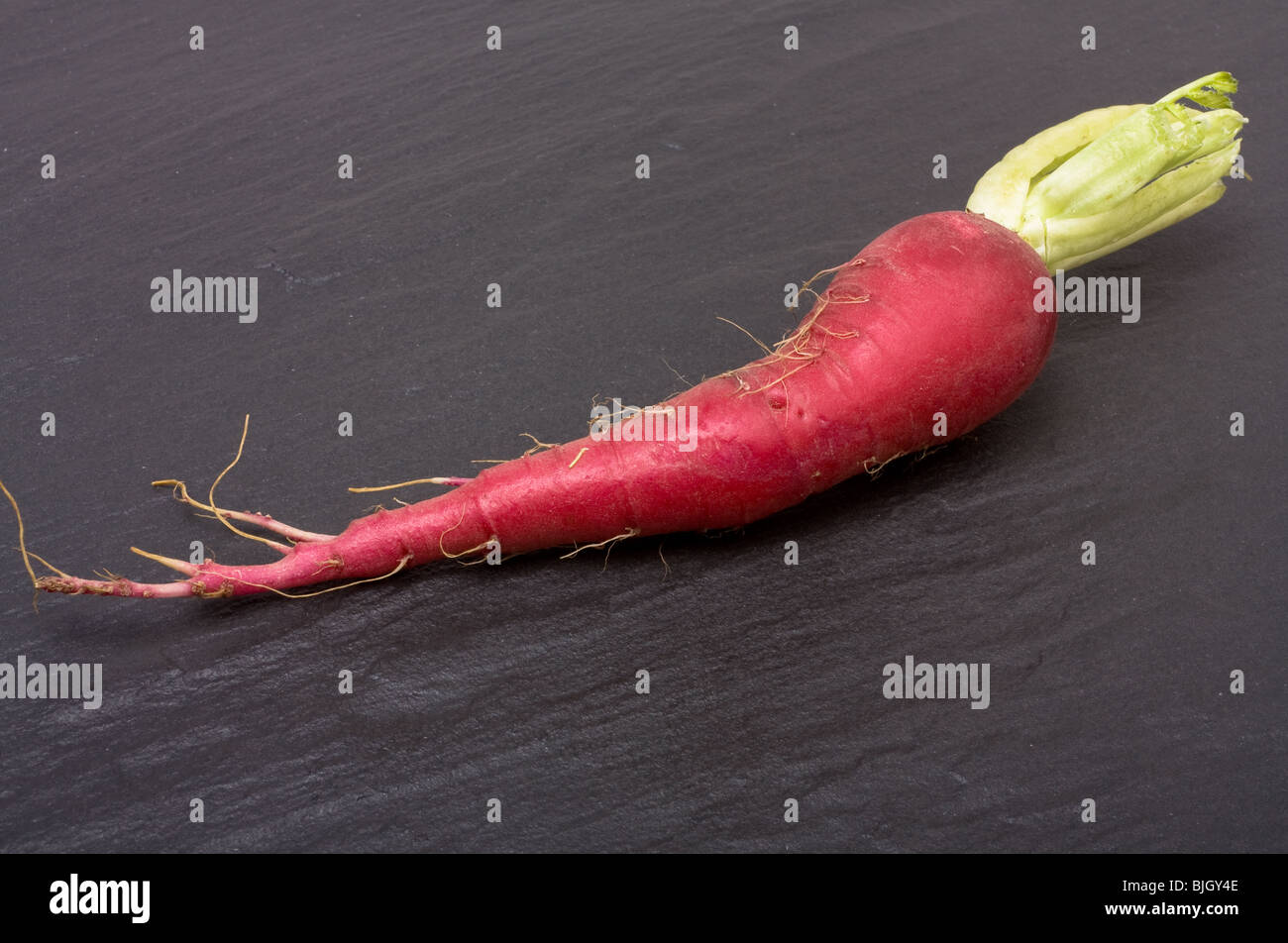 Vibrant Red mooli also known as Japanese radish on dark slate