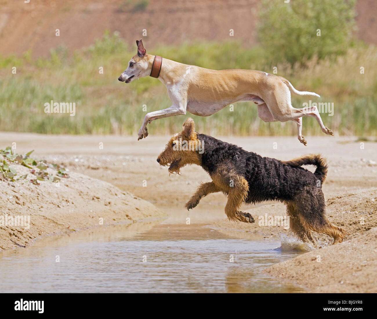 Whippet water hires stock photography and images Alamy