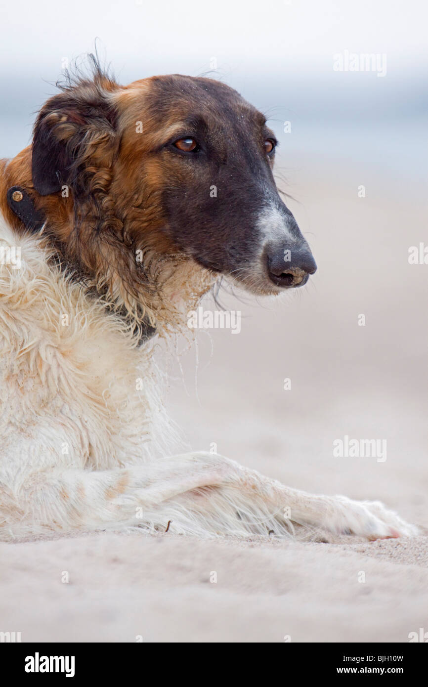 Barzoi dog lying sand Stock Photo