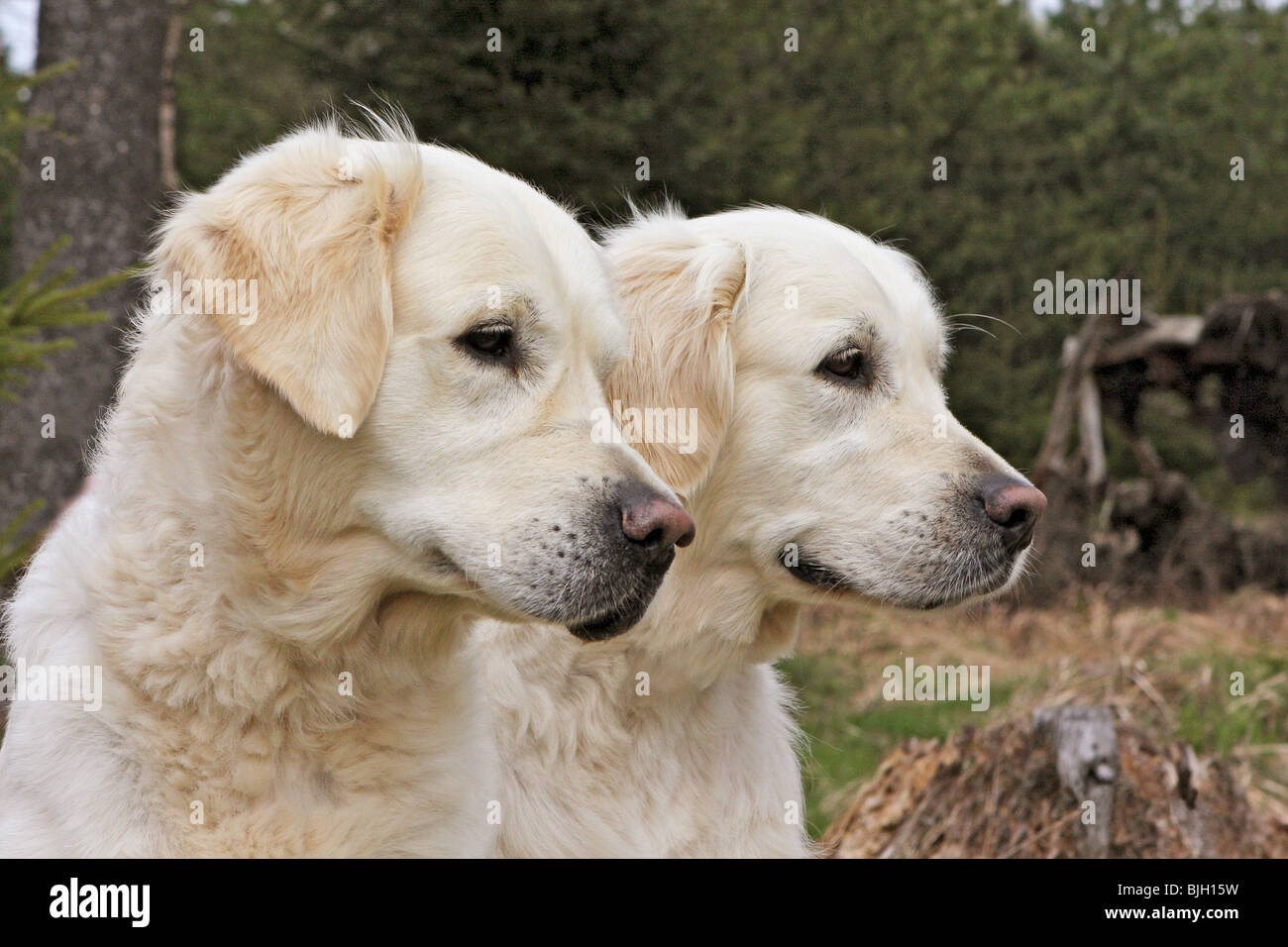Two Dogs Portrait Portrait two dogs hi-res stock photography and images - Alamy