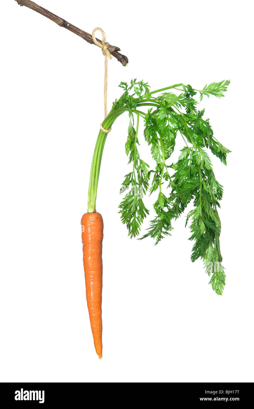 A fresh carrot dangles off of a stick. Stock Photo