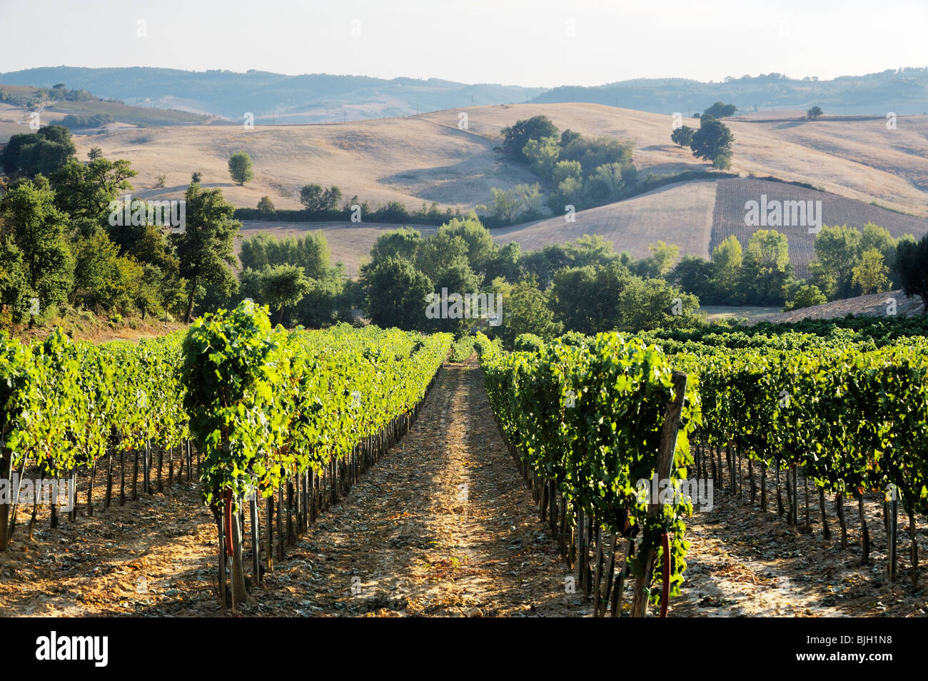 Vineyard landscape below the famous wine town of Montepulciano, Tuscany, Italy. September Stock Photo