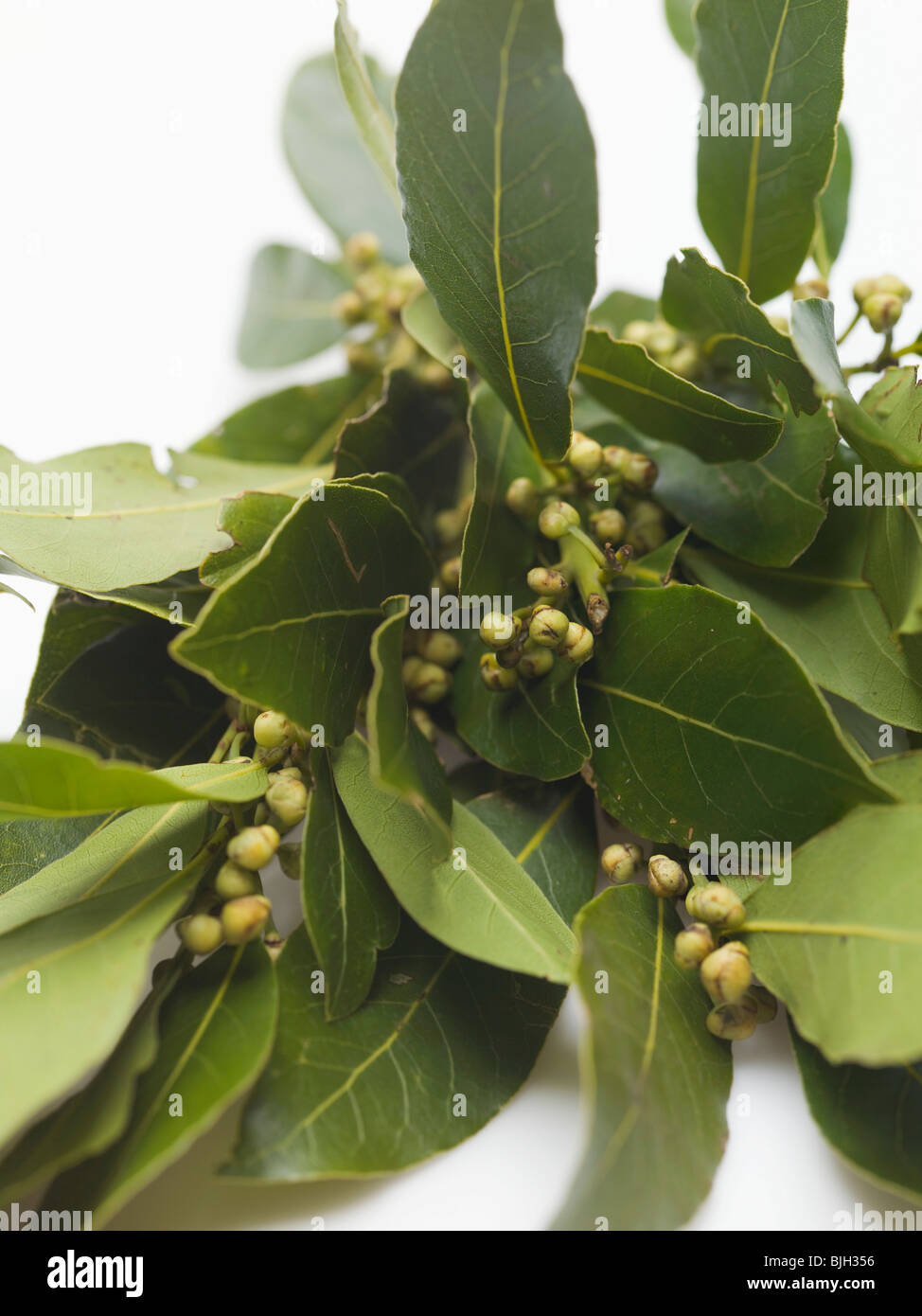 Bay leaf hires stock photography and images Alamy