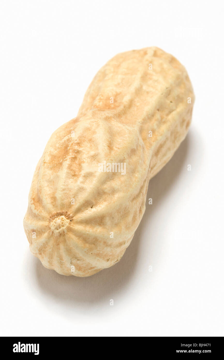 One unshelled peanut - Stock Photo