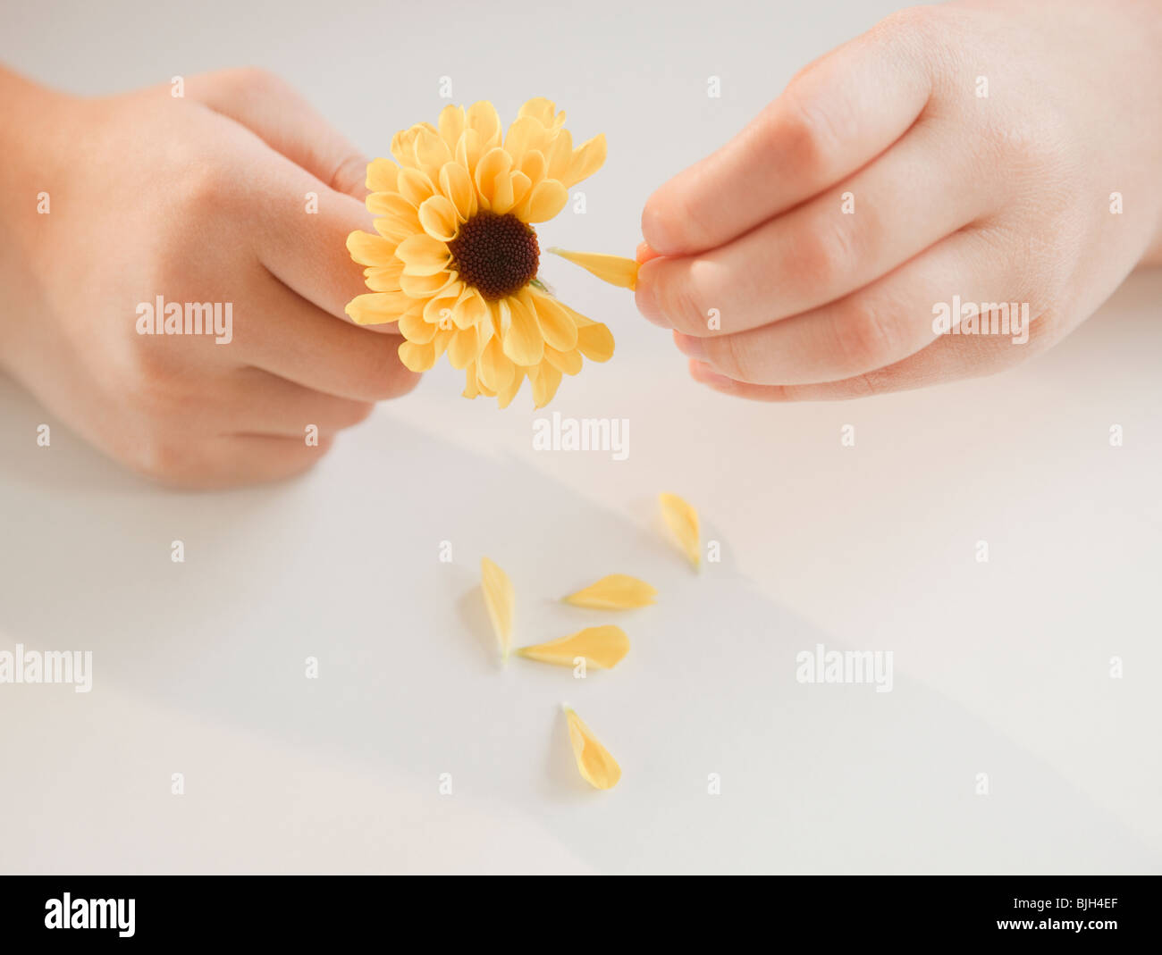 Hands pulling petals off flower Stock Photo