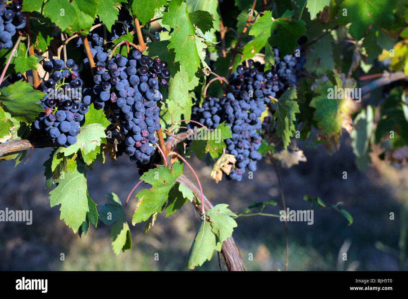 Montepulciano, Tuscany, Italy. Sangiovese grapes in local vineyard for