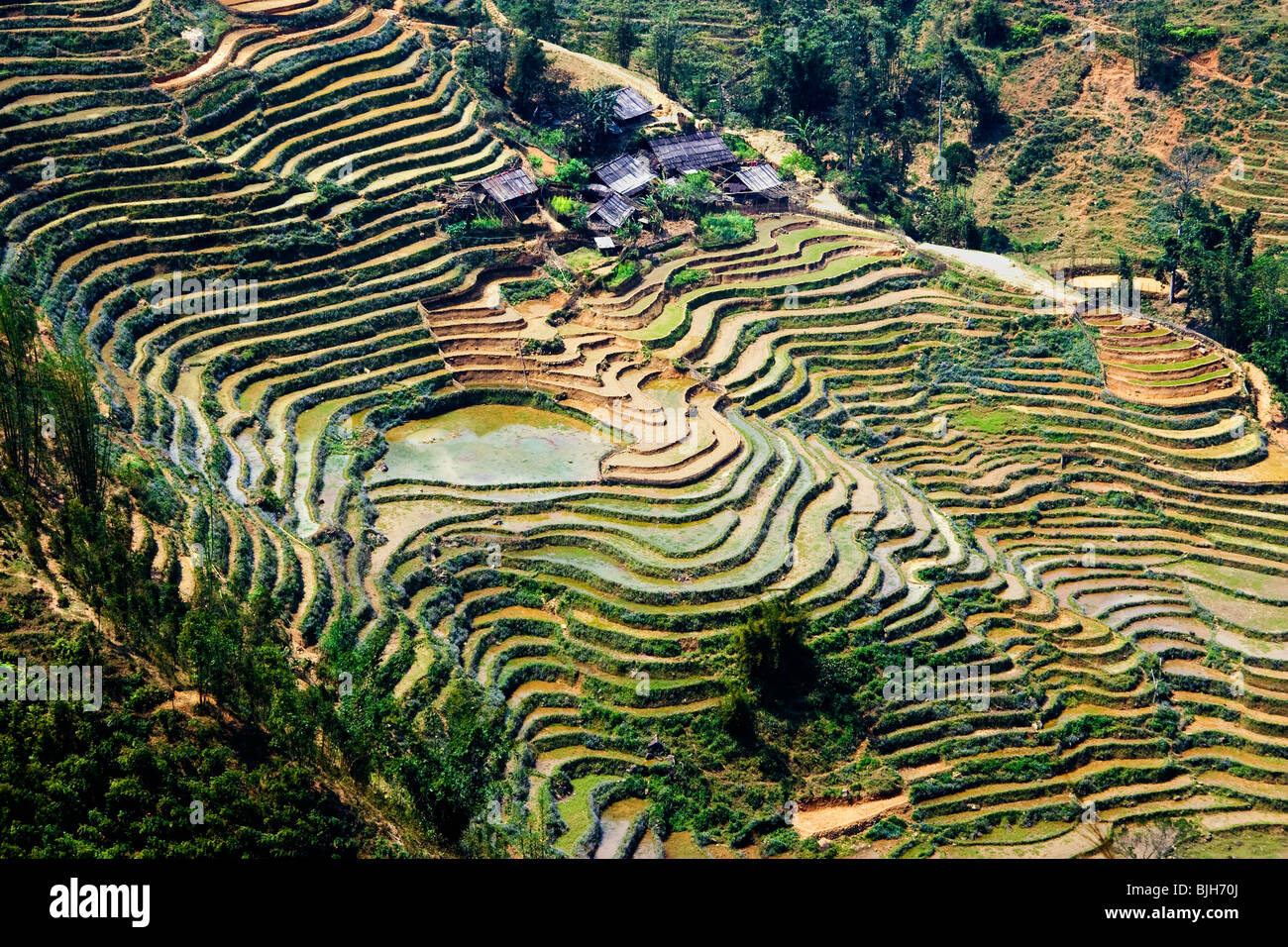 The Muong Oa Valley with traditional Terraced Paddy Fields growing Rice and Indigo, near Sapa, Northern Vietnam, Southeast Asia Stock Photo