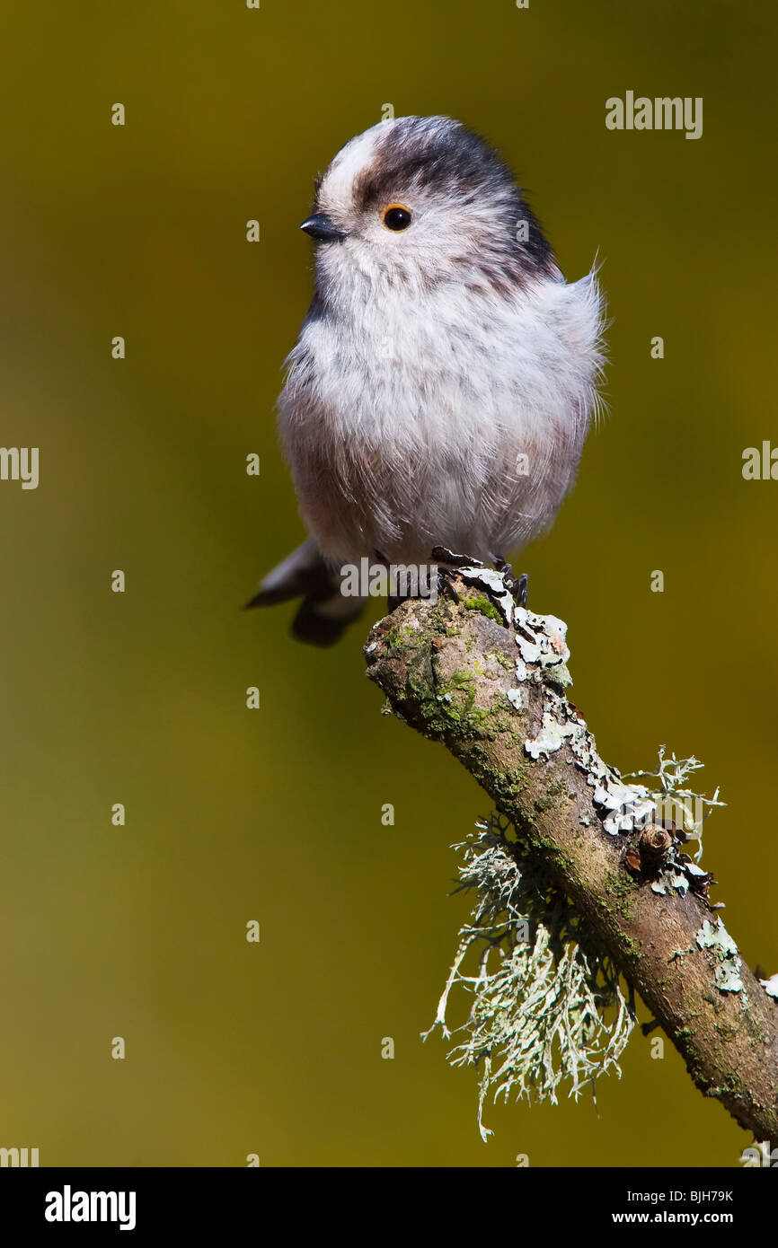 Long-tailed Tit on a branch covered with Lichen. Stock Photo