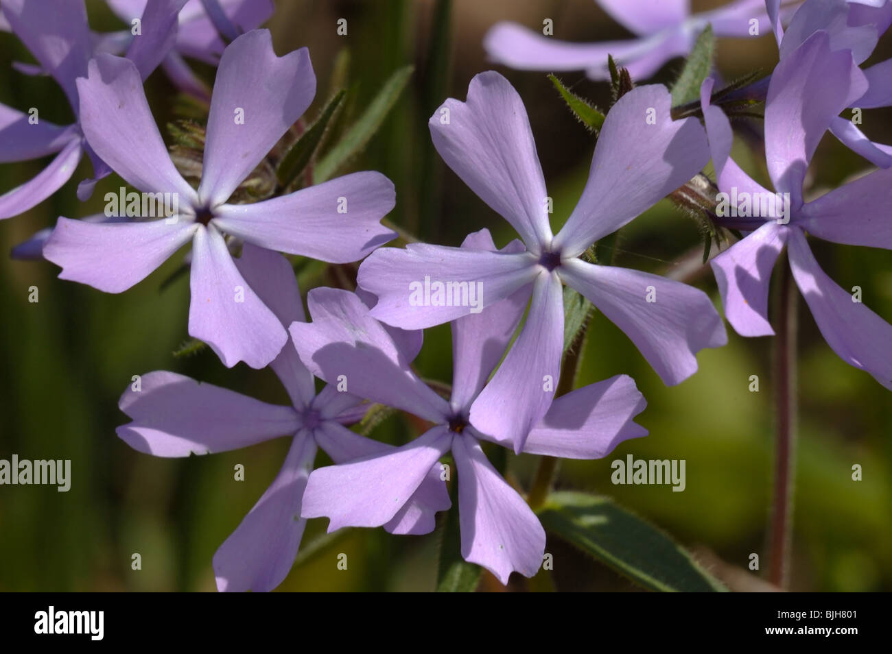 Blue Phlox, Phlox divaricata of the family Polemoniaceae. Stock Photo