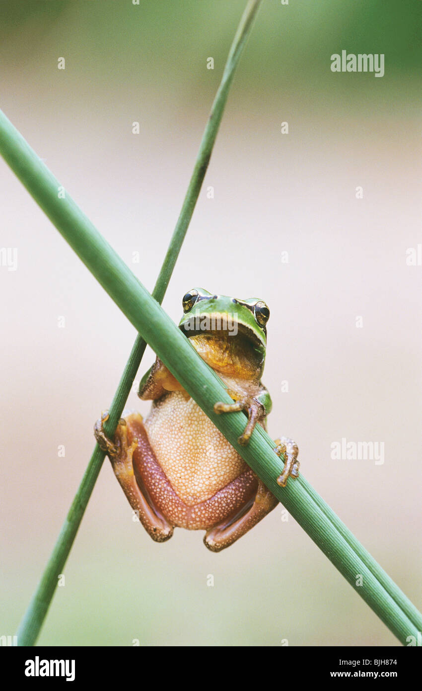 Mediterranean Tree Frog stalk / Hyla meridionalis Stock Photo Alamy