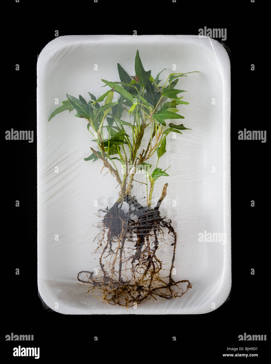 uprooted plant in supermarket packaging Stock Photo