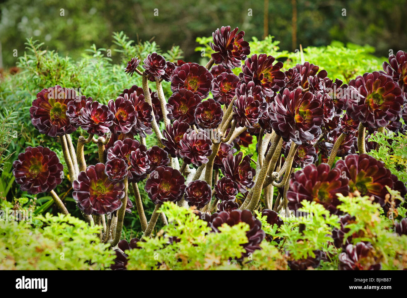 Purple Aeonium A Arboreum Atropurpureum Tresco Abbey Gardens Stock Photo Alamy