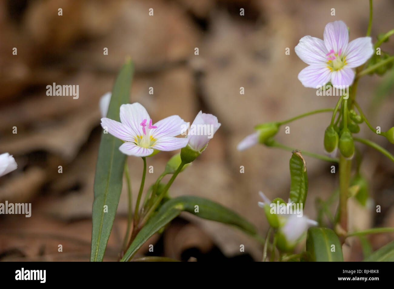 Spring Beauty, Claytonia virginica of the family Portulacaceae. Stock Photo