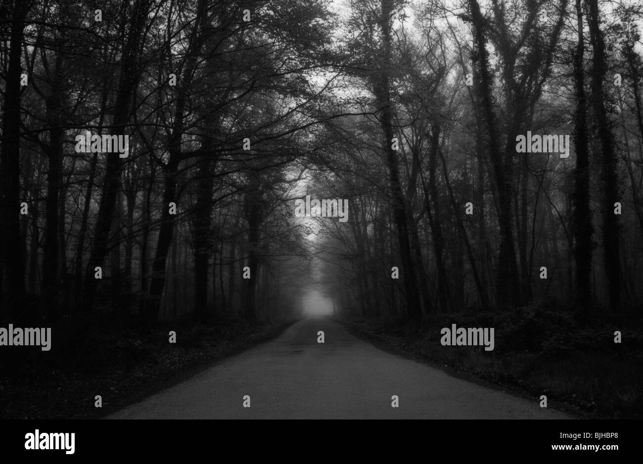 Road through forest at sunrise. Brittany. France Stock Photo