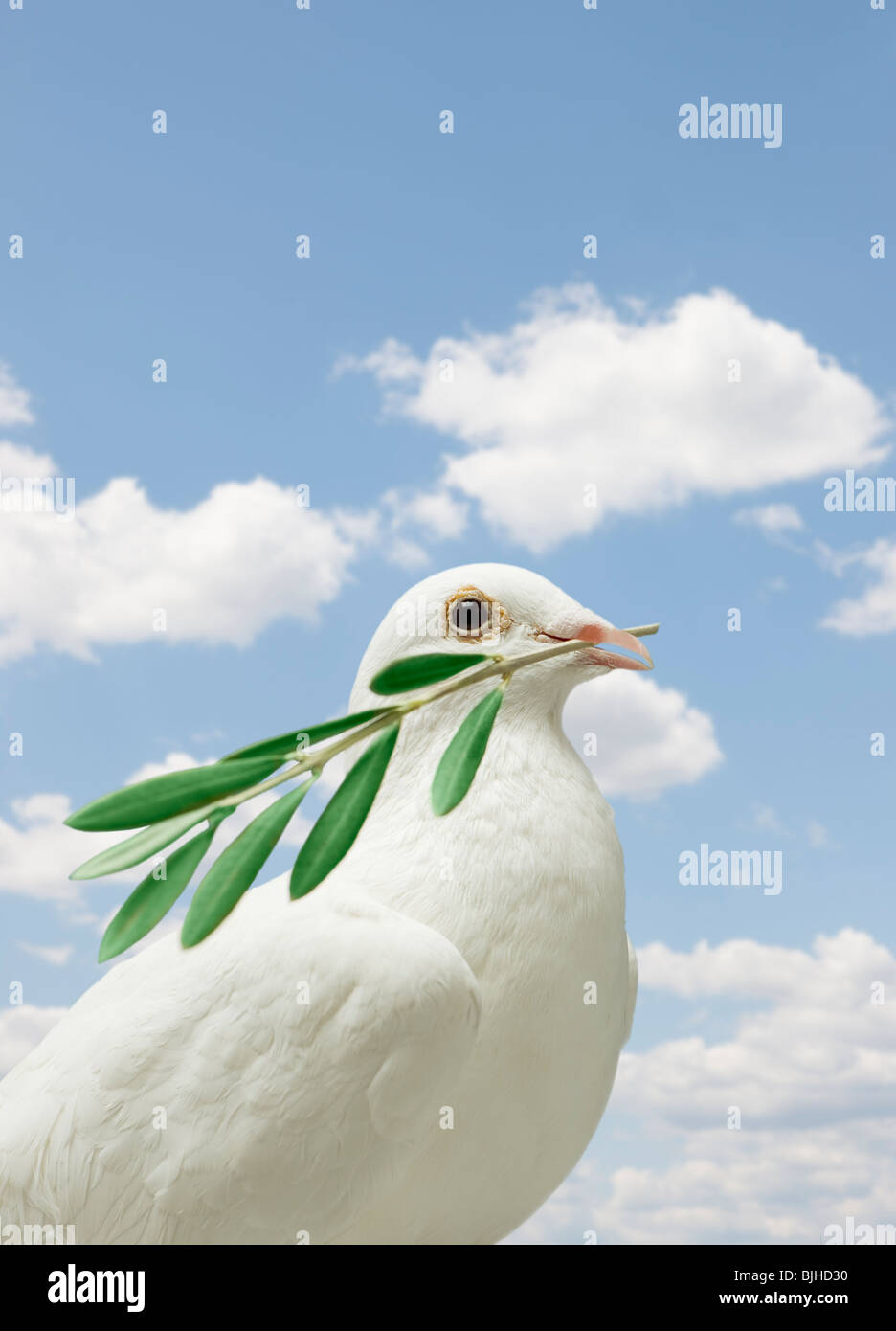 Dove With Olive Branch High Resolution Stock Photography And Images Alamy