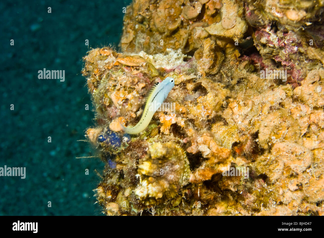 Red Sea Mimic Blenny (Ecsenius gravieri Stock Photo - Alamy