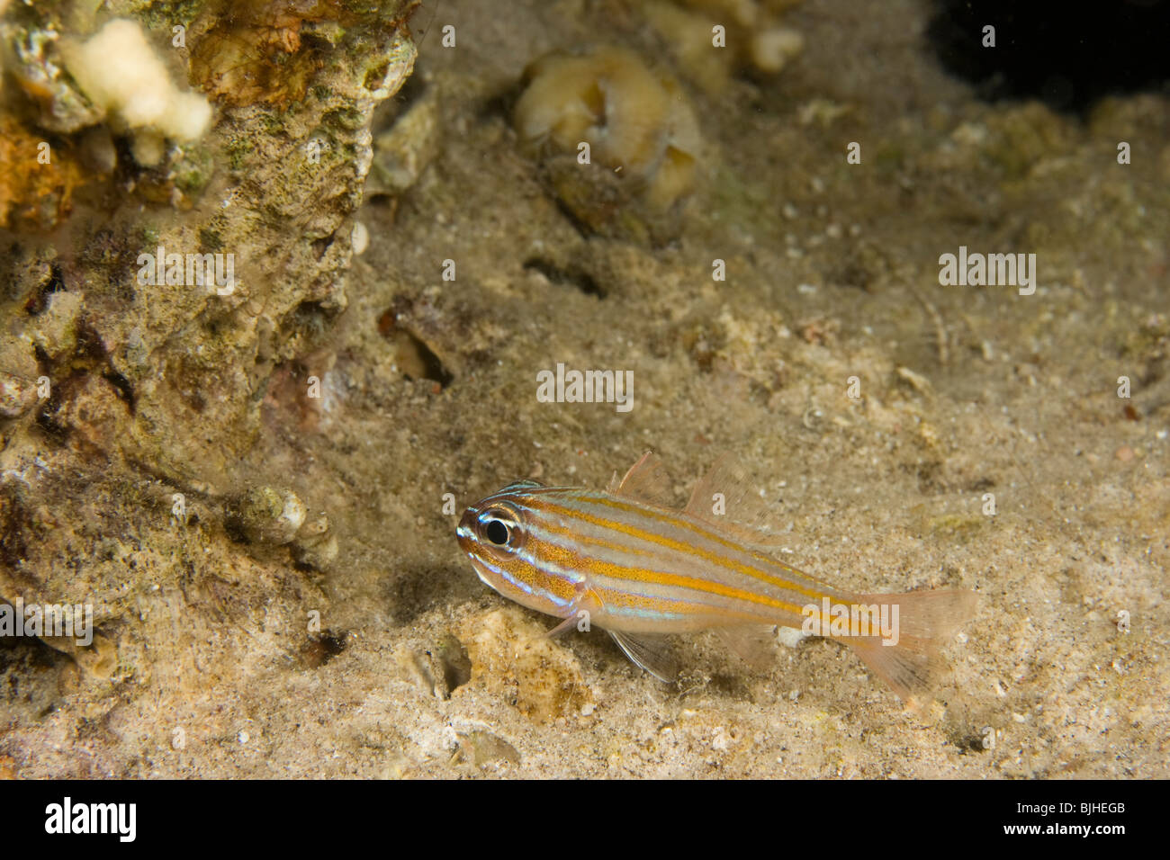 Yellowstriped cardinalfish (Apogon cyanosoma) Stock Photo