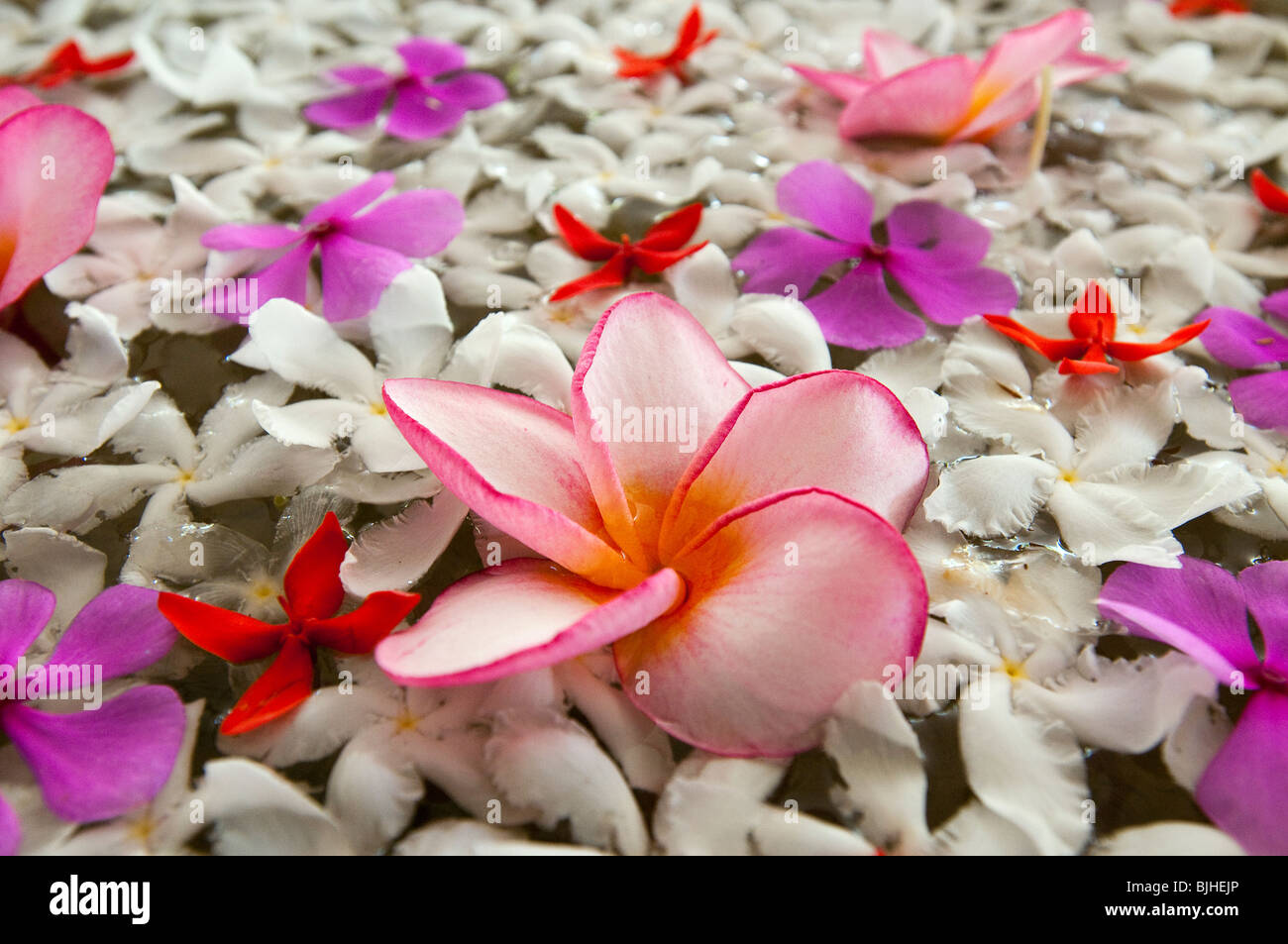 Flowers, Sri Lanka Stock Photo Alamy
