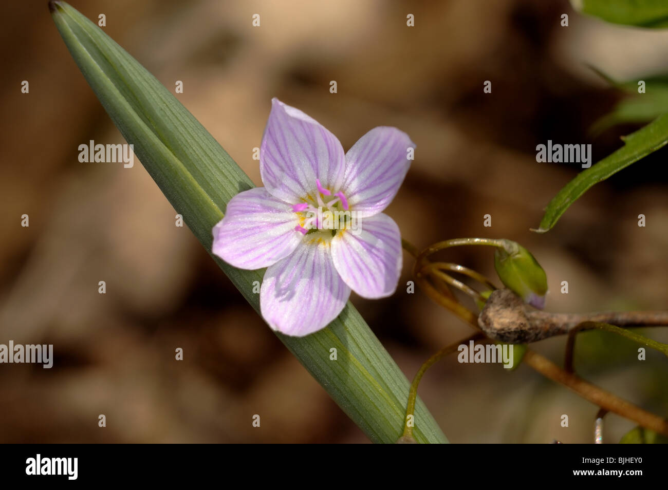 Spring Beauty, Claytonia virginica of the family Portulacaceae. Stock Photo