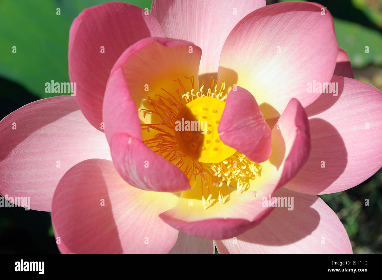 Sacred lotus water lily flower plant blossom on waterlily pond pool surface. Pink white green Stock Photo
