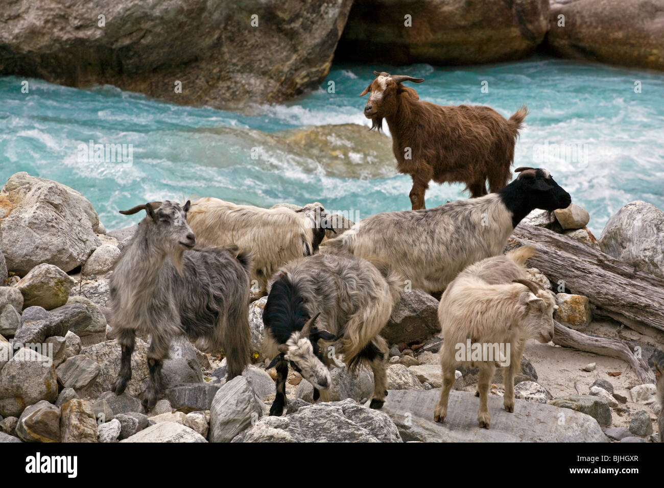 GOATS foraging along the DUDH RIVER on the AROUND MANASLU TREK - NUPRI REGION, NEPAL Stock Photo