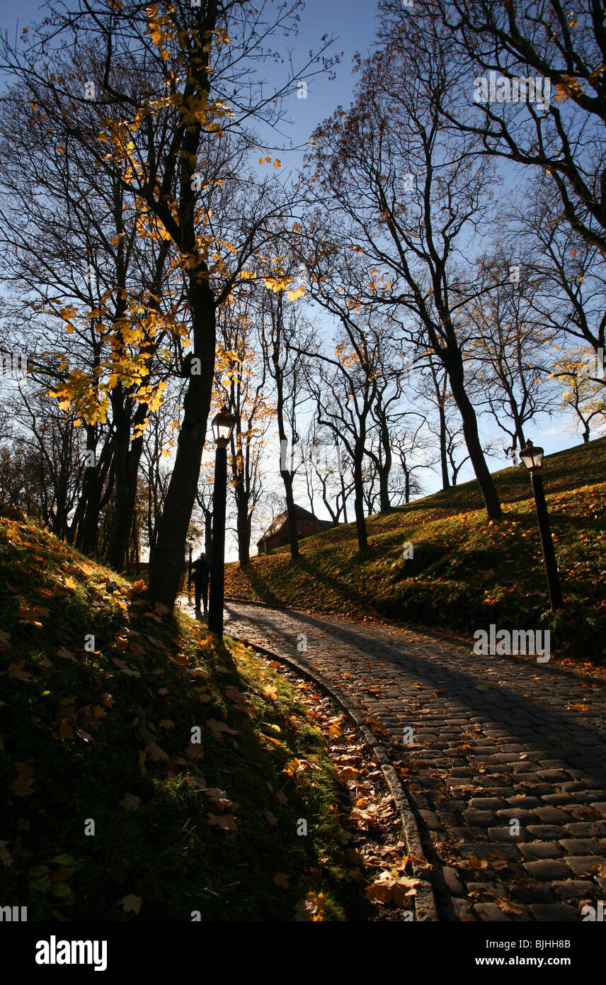 General view of tree leaves catching the autumn light in a park in Oslo, Norway. Stock Photo
