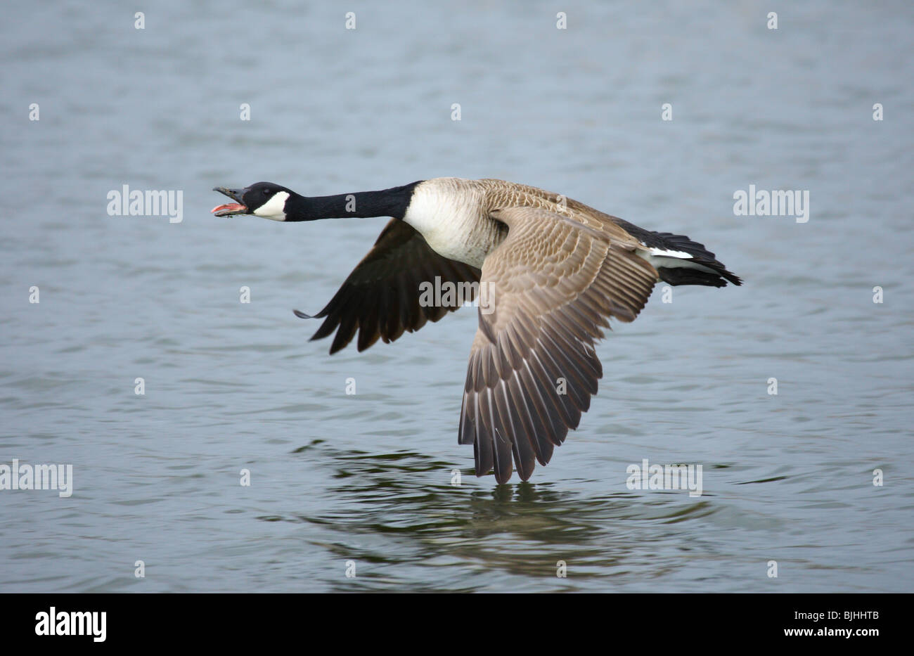 Canada Goose in Flight Stock Photo