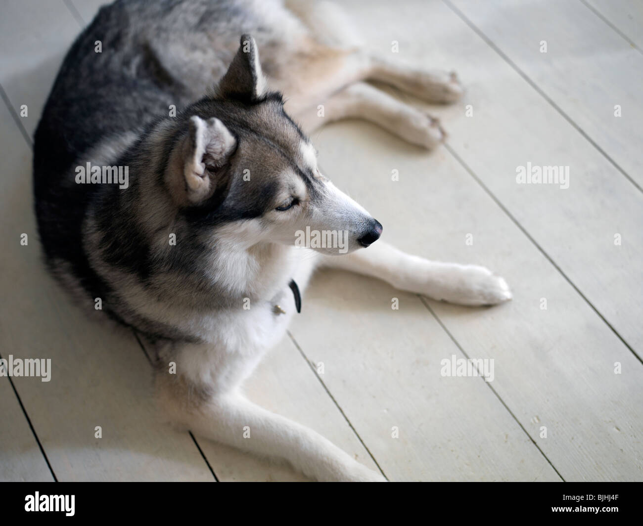 Siberian Husky dog laying on floor Stock Photo