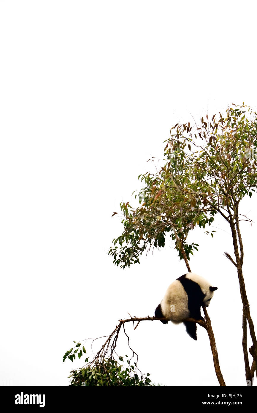 Panda in a tree. Chongqing, Sichuan, China. Stock Photo