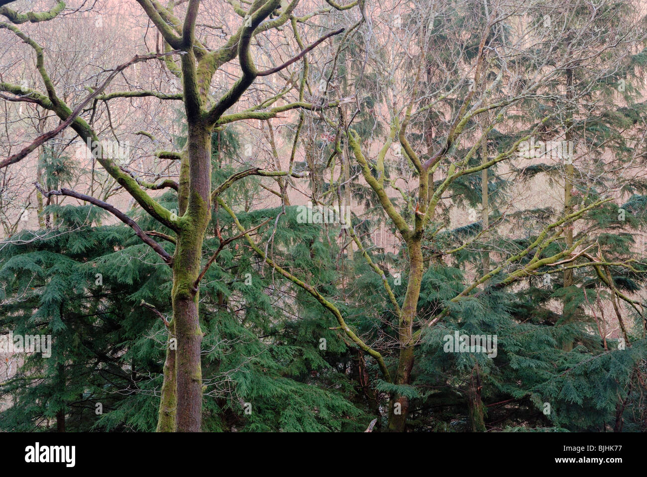 Western Hemlock, Tsuga heterophylla planted in Ancient Oak woodland, Wales. Stock Photo