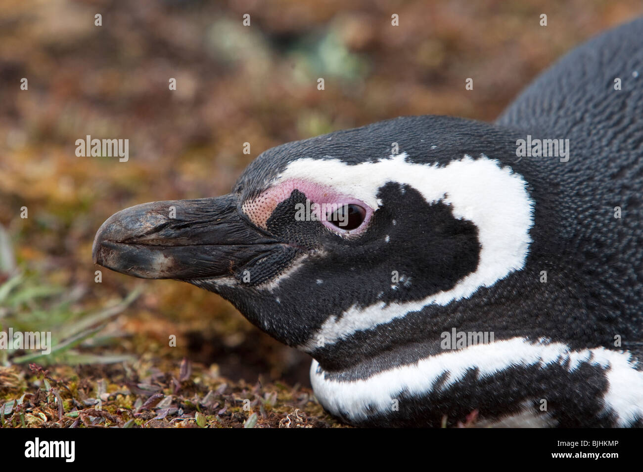 Magellanic Penguin Spheniscus magellanicus Magellanpinguin Jackass Sea Lion Island Falkland Islands adult Stock Photo