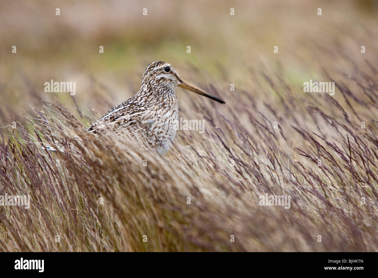 Magellanic Snipe Gallinago paraguaiae magellanica Snipe Sea Lion Island Falkland Islands Stock Photo